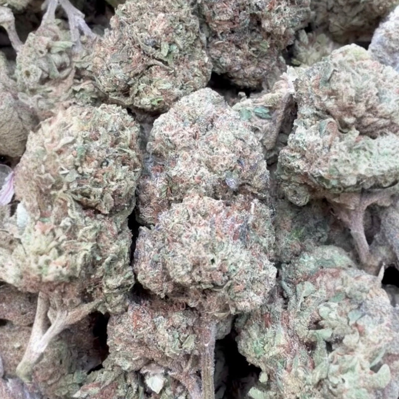 Lemon Sherbs - Bulk - Indica