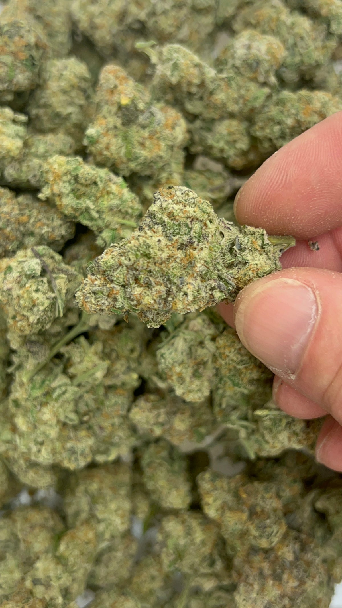 Mac 1 (Bulk) - Hybrid