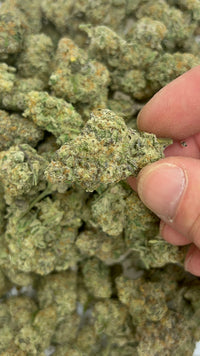 Mac 1 (Bulk) - Hybrid