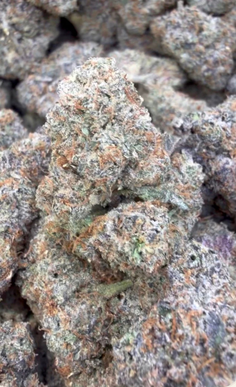 Boutique Exotics - Super Blue Nerdz - Bulk - Indoor