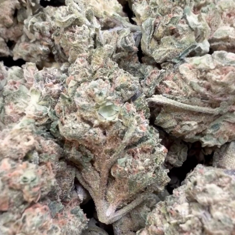 Gary Payton - Bulk - Hybrid