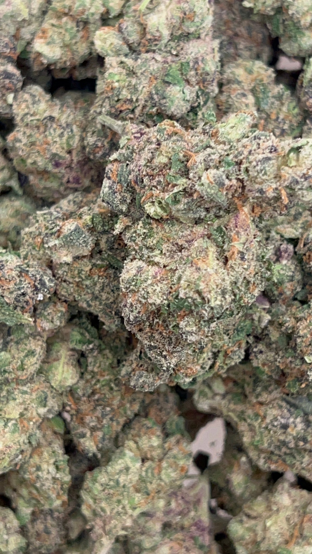 Gary Cookies - Hybrid/Indica