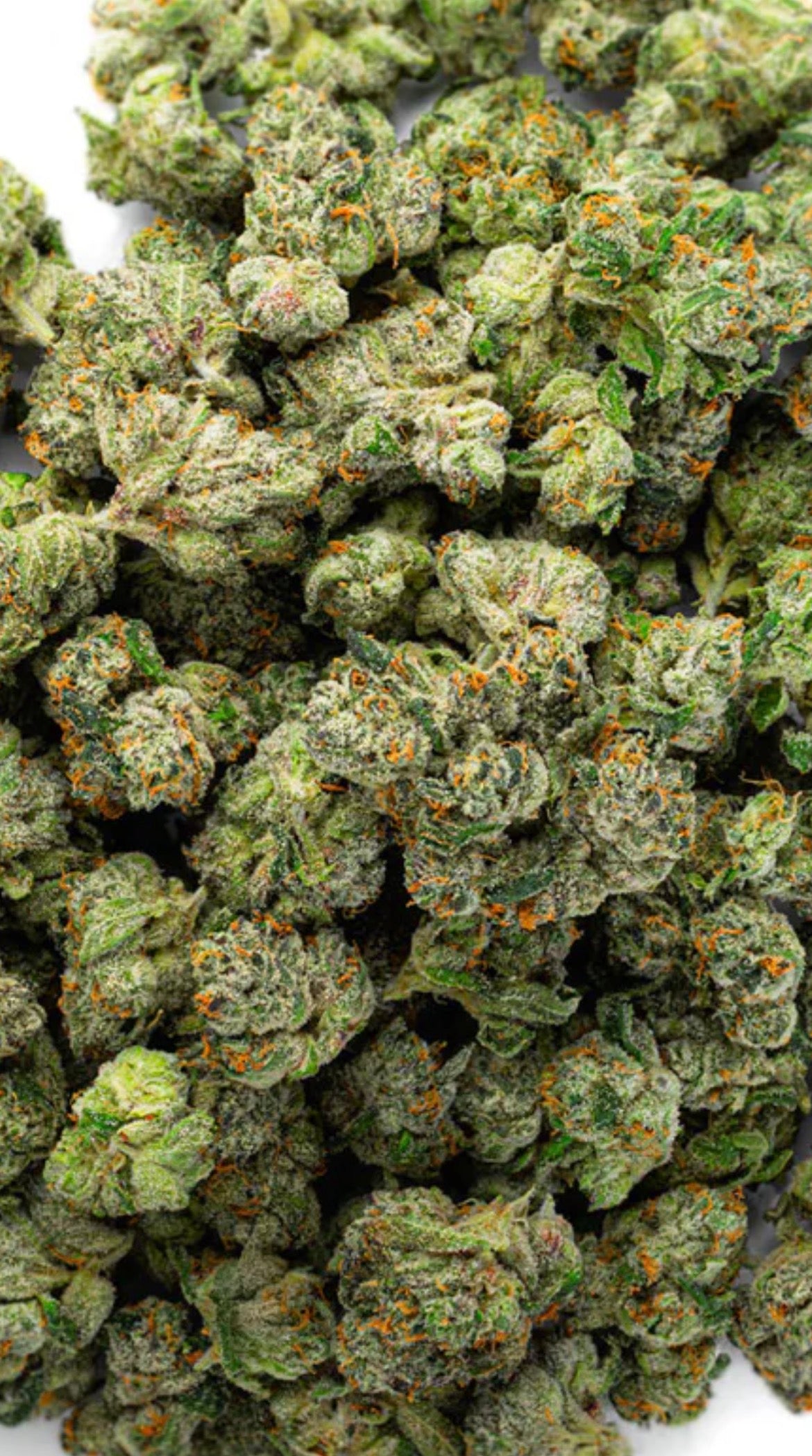 Boutique Exotics - Lemon Dior - Bulk - Hybrid