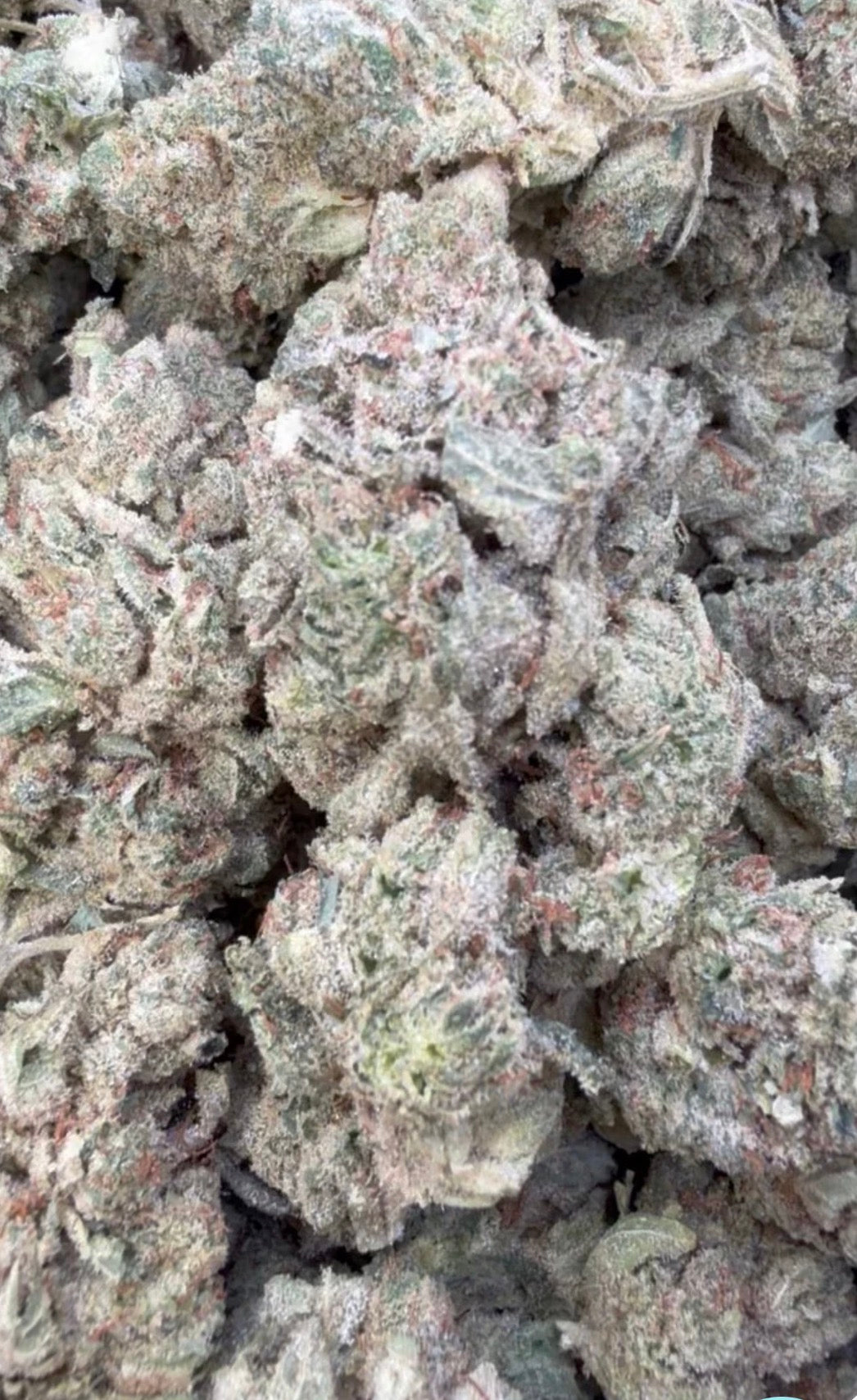 Gorilla Glue - Bulk - Indica