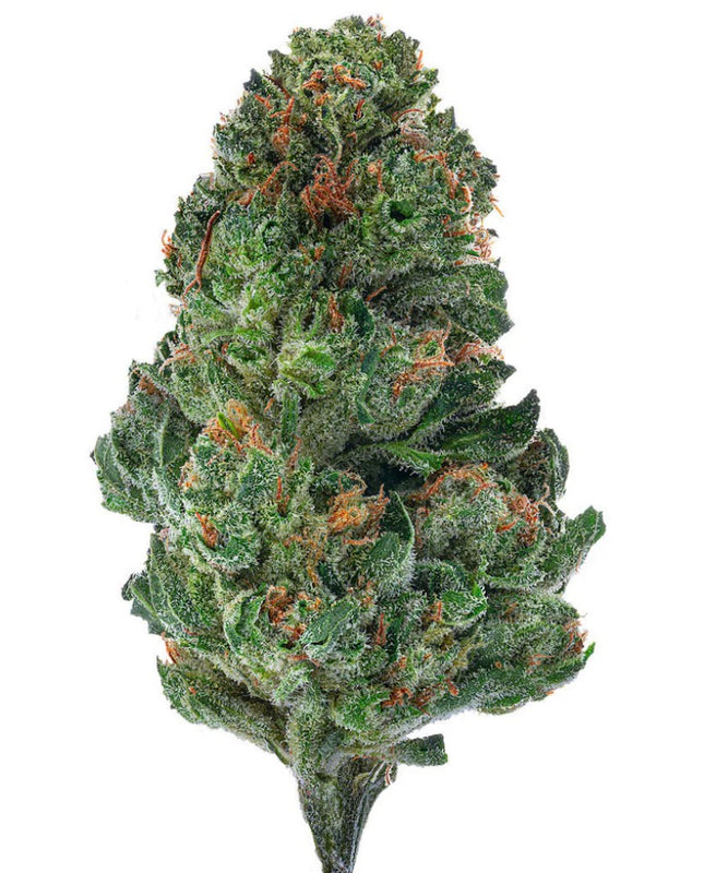 Laughing Gas - Bulk - Hybrid