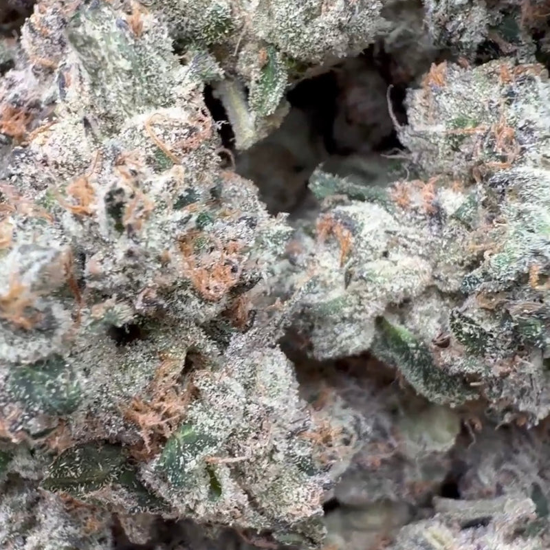 Boutique Exotics - Limon Berry - Indoor - Bulk