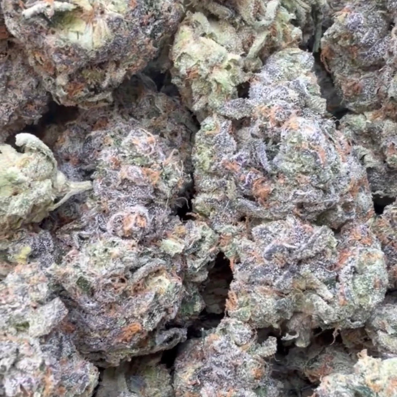 Sherblato Indoor - Bulk- Hybrid