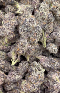 Boutique Exotics - Purple Jack Indoor - Bulk