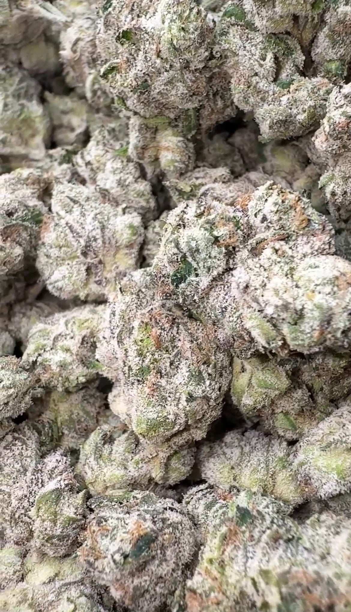 Boutique Exotics - Mylar Magic - Bulk - Indica