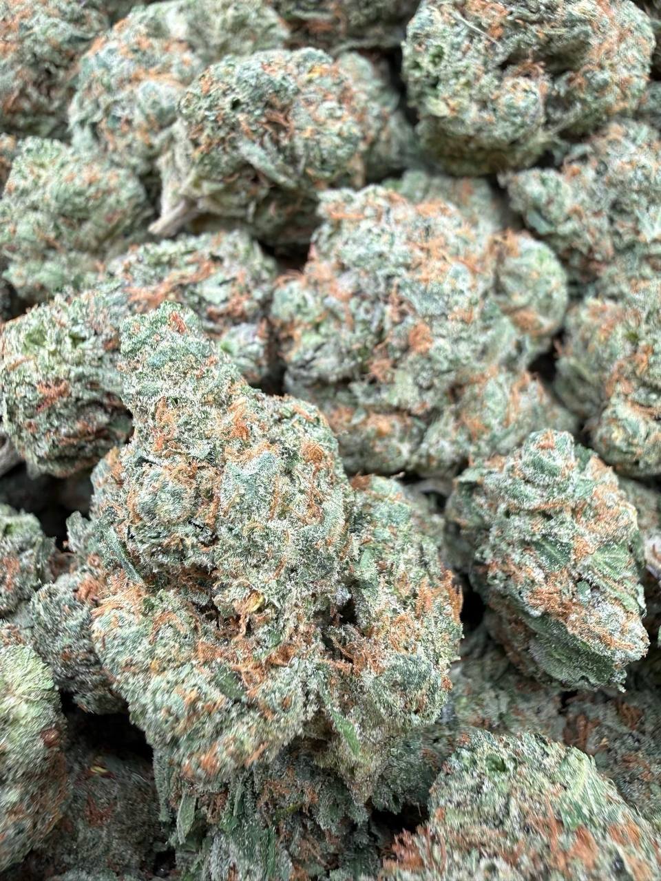 Green Lantern Indoor - Bulk - Hybrid/Sativa