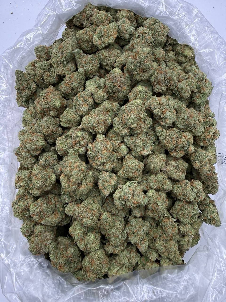 Green Lantern - Hybrid/Sativa