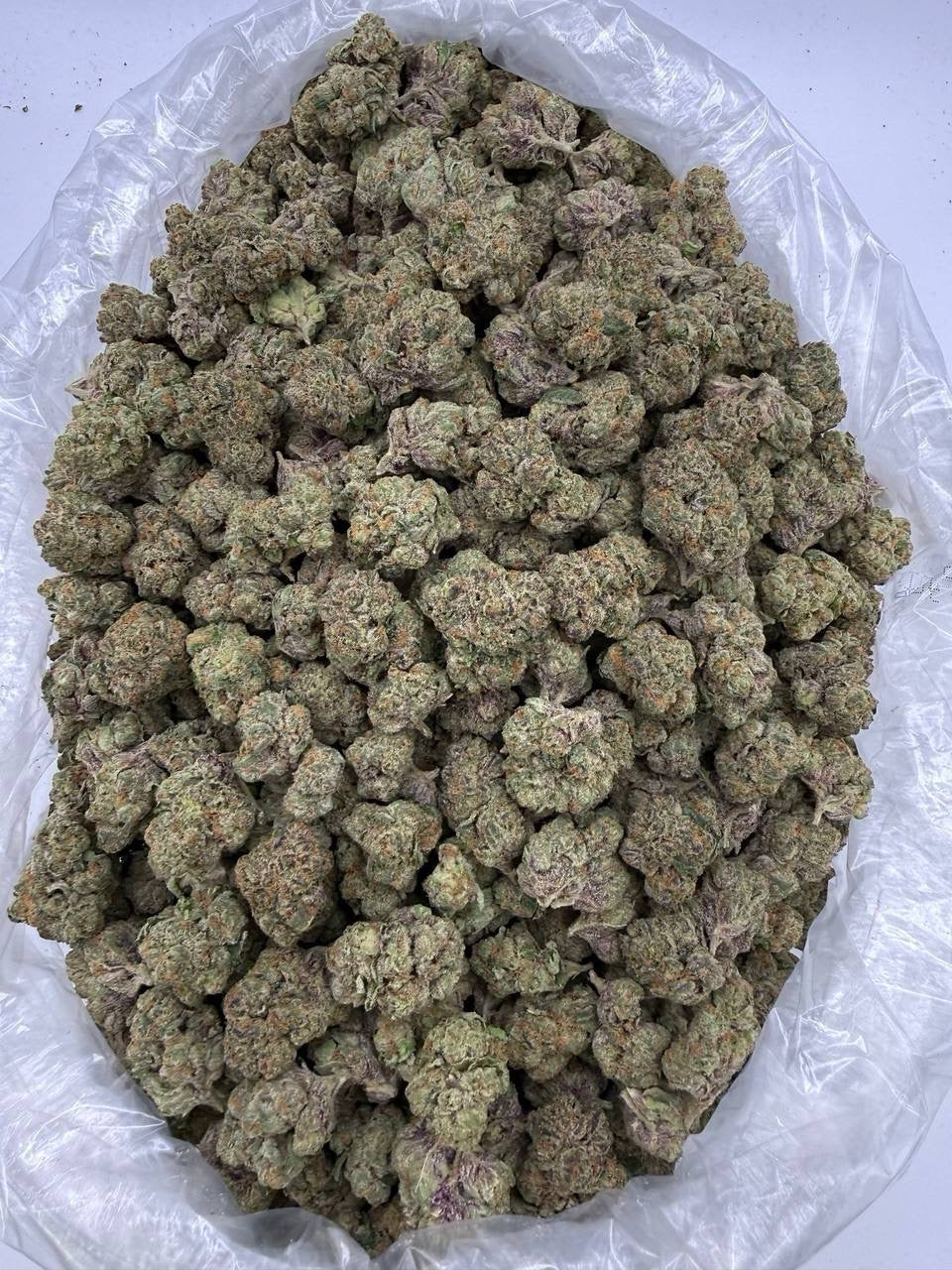 Exotic Sugar Tart - Hybrid