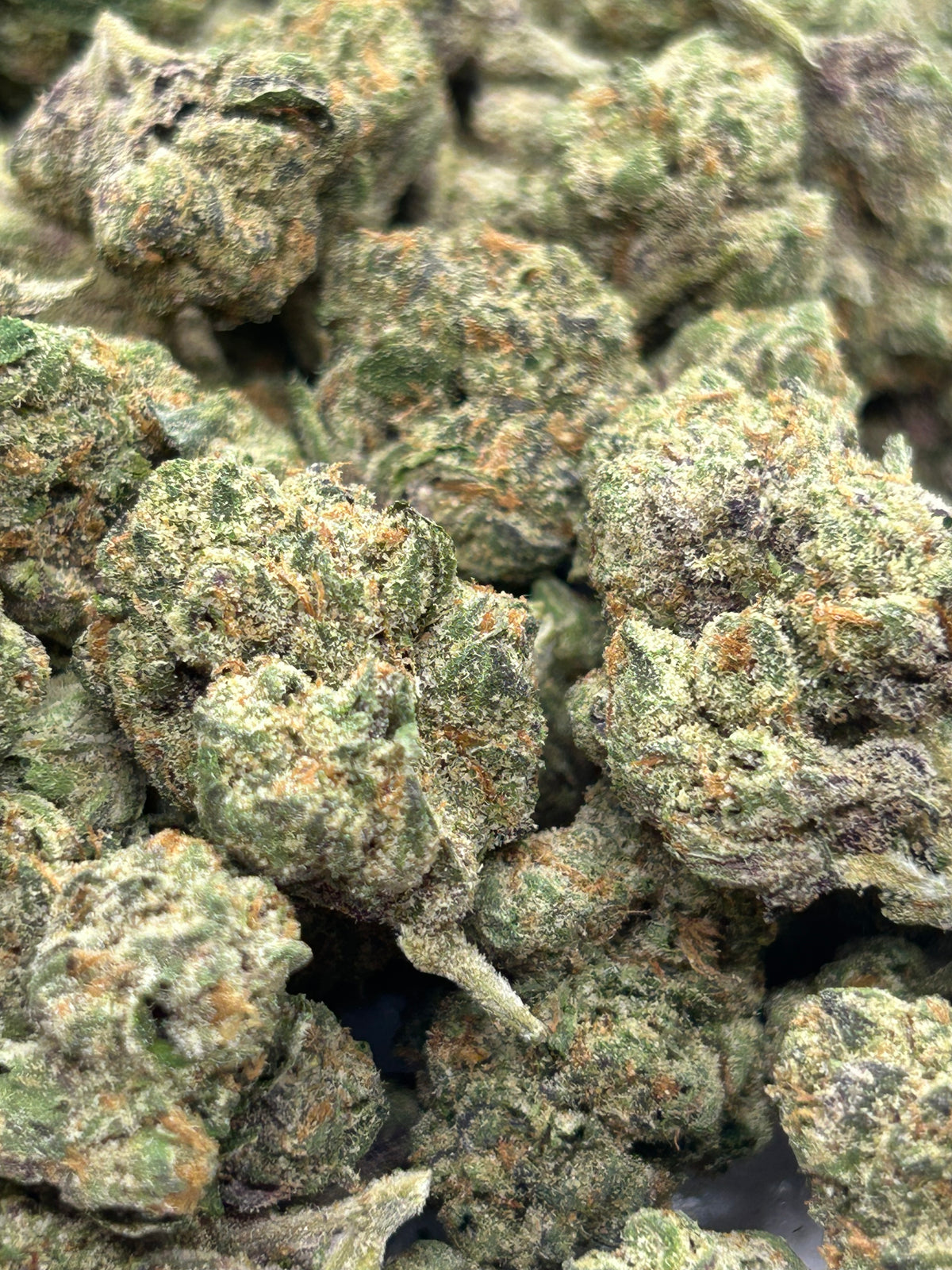 Exotic Sugar Tart - Hybrid