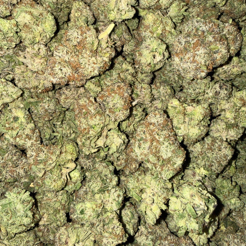 Gumbo Bigs- Bulk - Hybrid