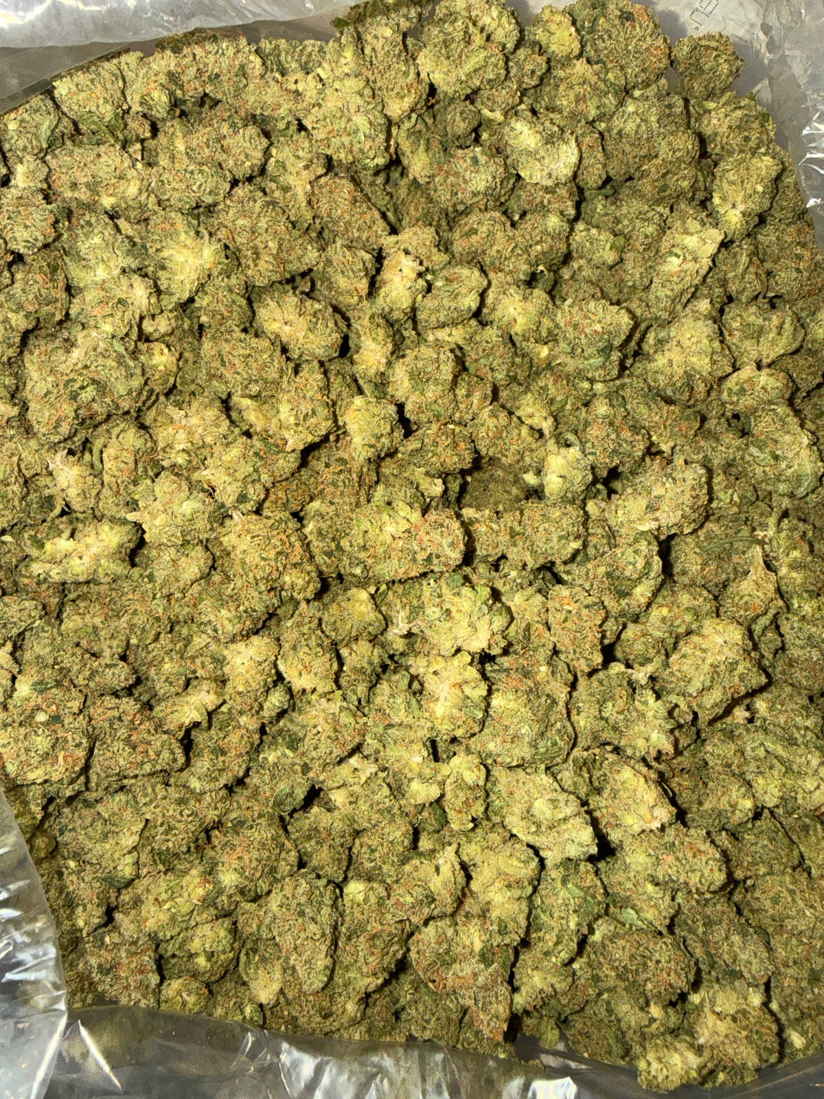 Exotic Jack Herer (Popcorn) - Bulk - Sativa
