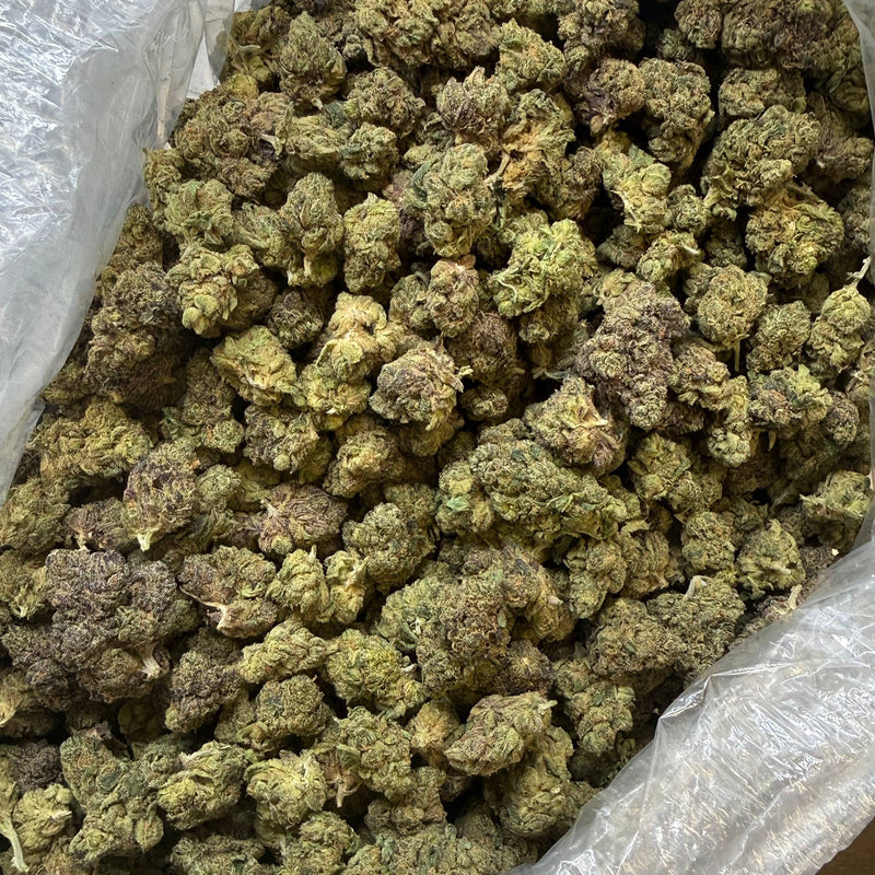 Purple icc - Bulk -Hybrid