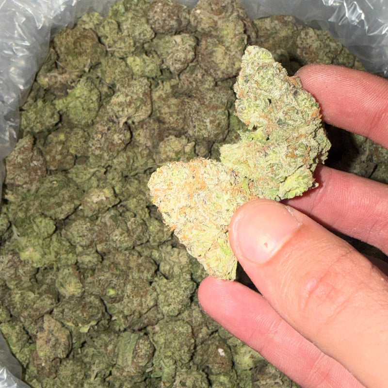 Bubble Gum Runtz - Bulk - Hybrid