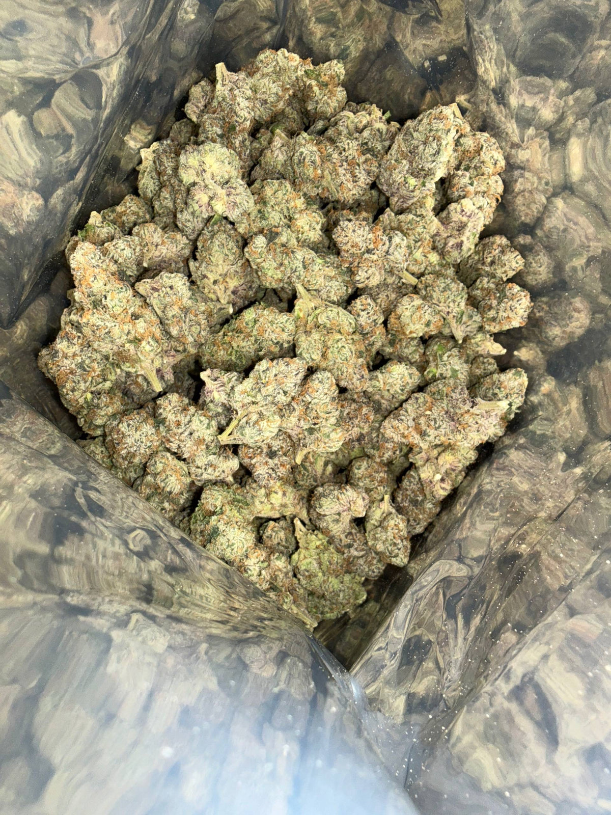 Exotic Gary Payton Bigs - Bulk - Hybrid