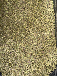 Tropical Runtz - Bulk - Hybrid