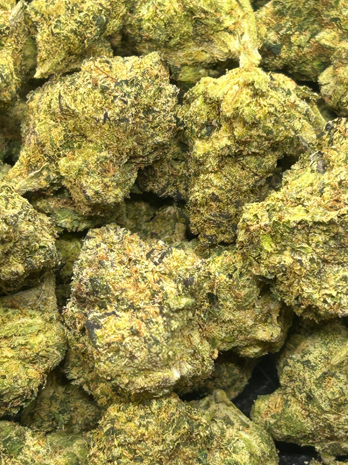 Runtz x Exotic - Hybrid/Sativa