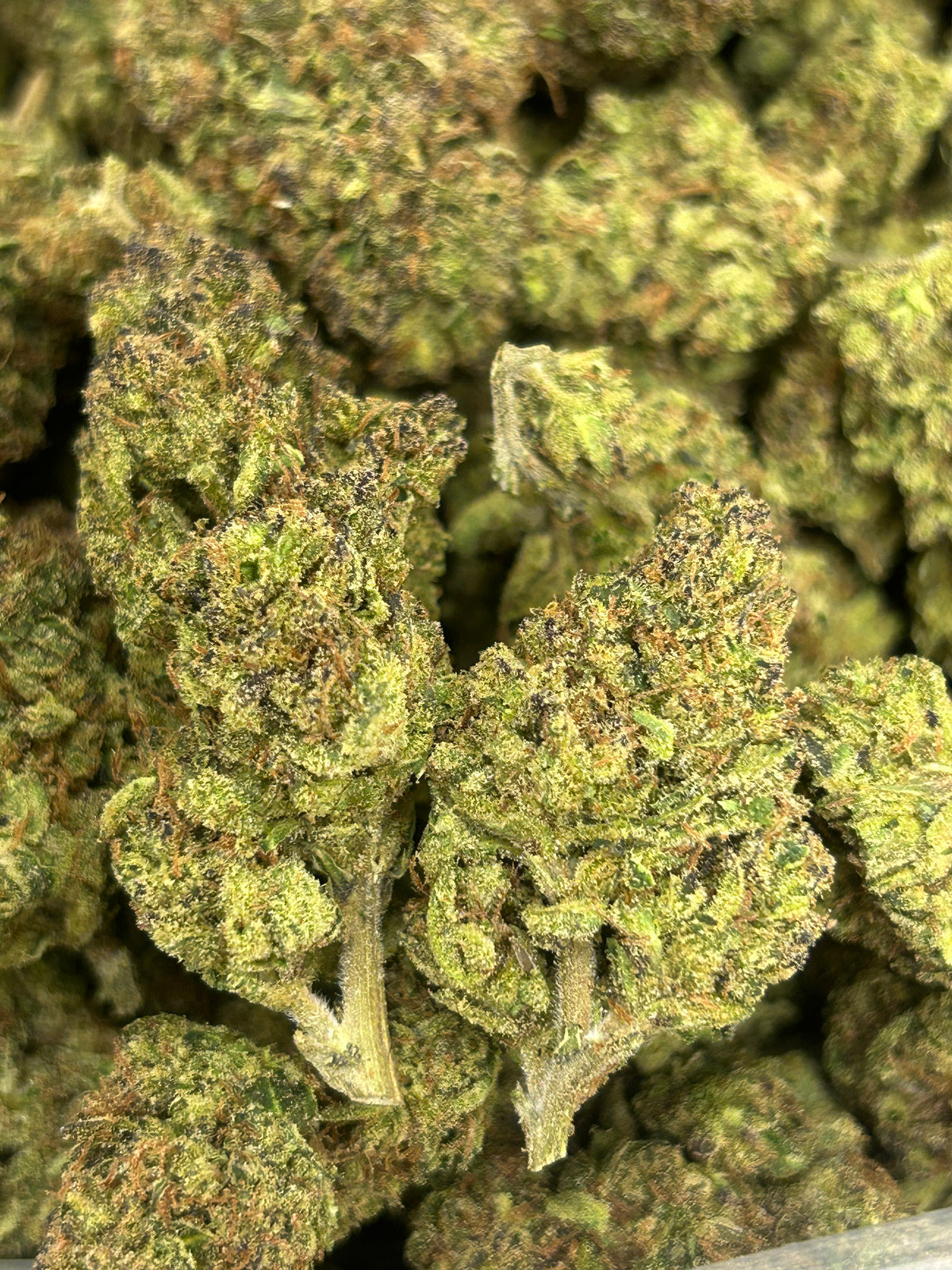 Purple Diesel - Sativa