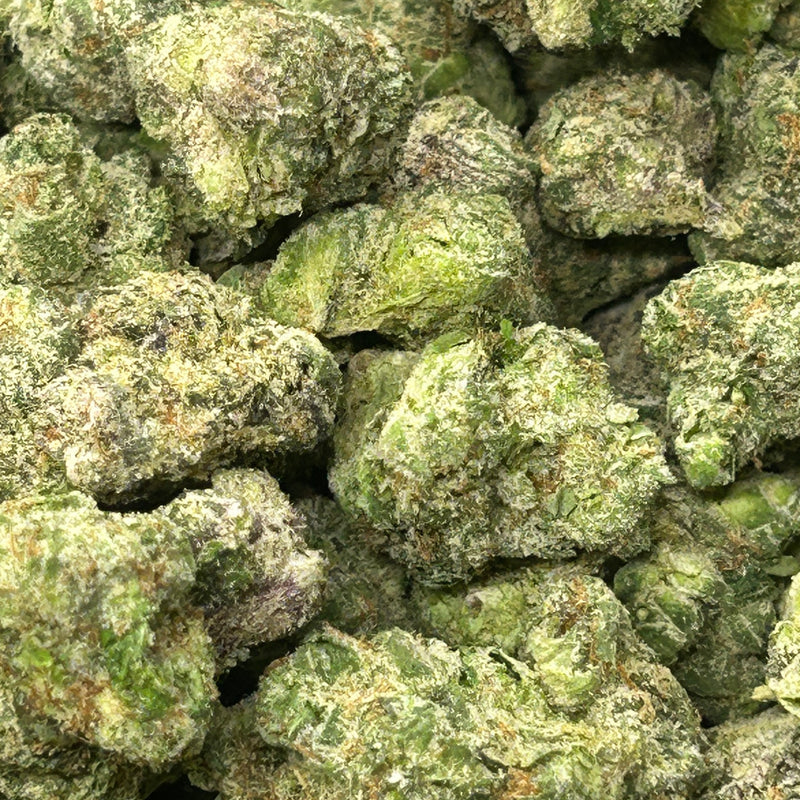 Jungle Gelato Indoor - Hybrid/Indica