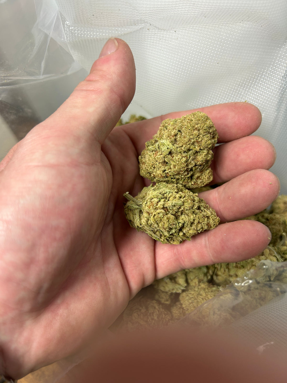 Papaya Fizz - Hybrid