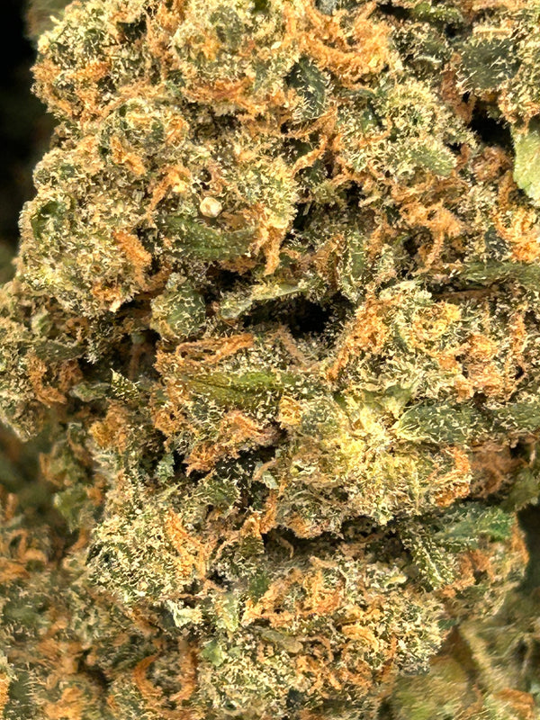 Jack Herer Indoor - Bulk - Sativa