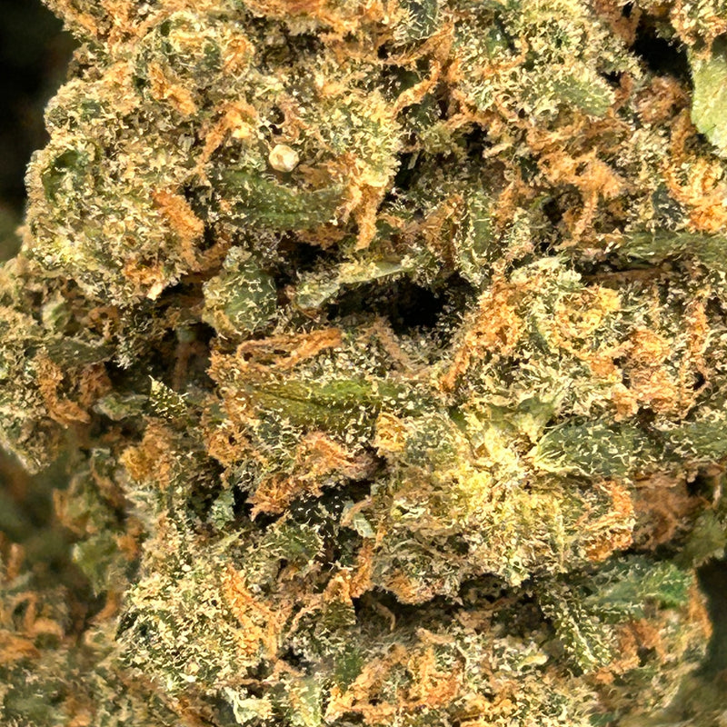🔥 Jack Herer Indoor - Sativa