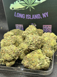 Blueberry Belts Indoor - Hybrid