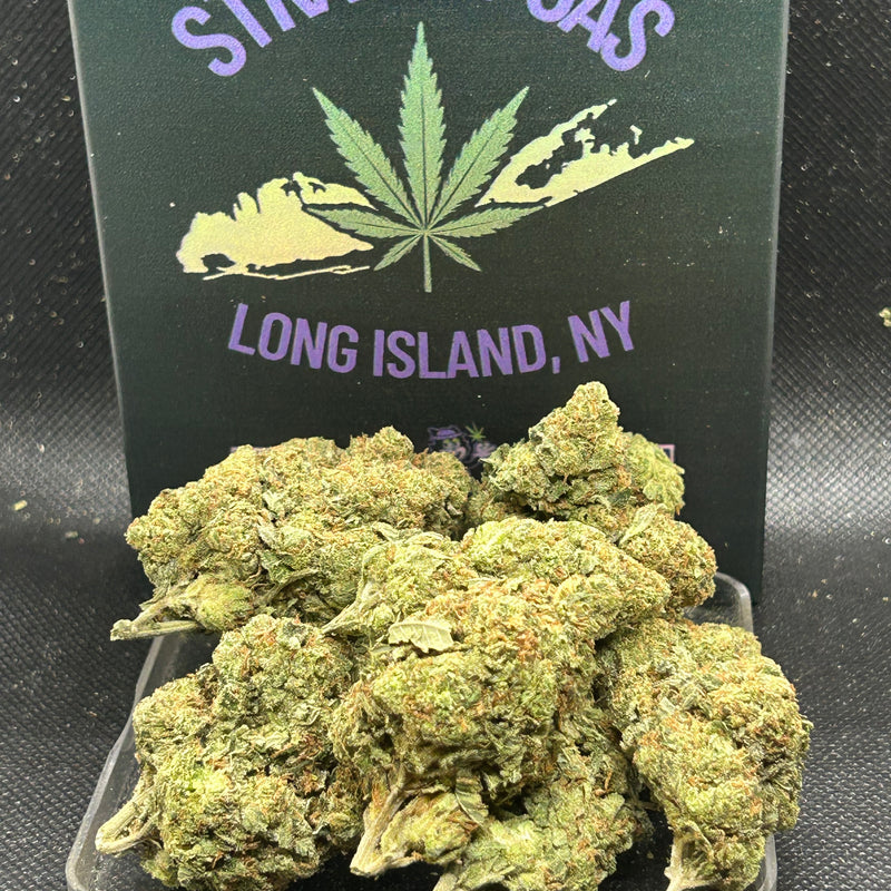 Laughing Gas Indoor - Hybrid