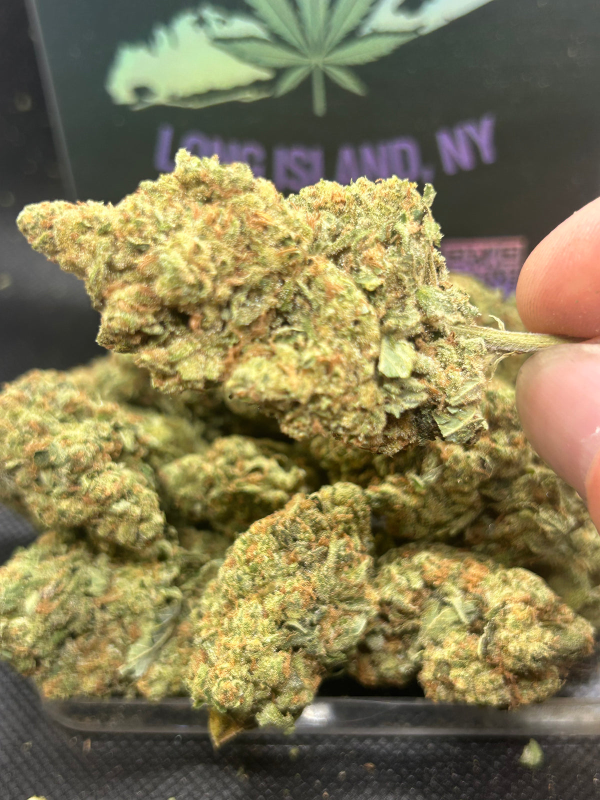 Gas Face Indoor - Indica