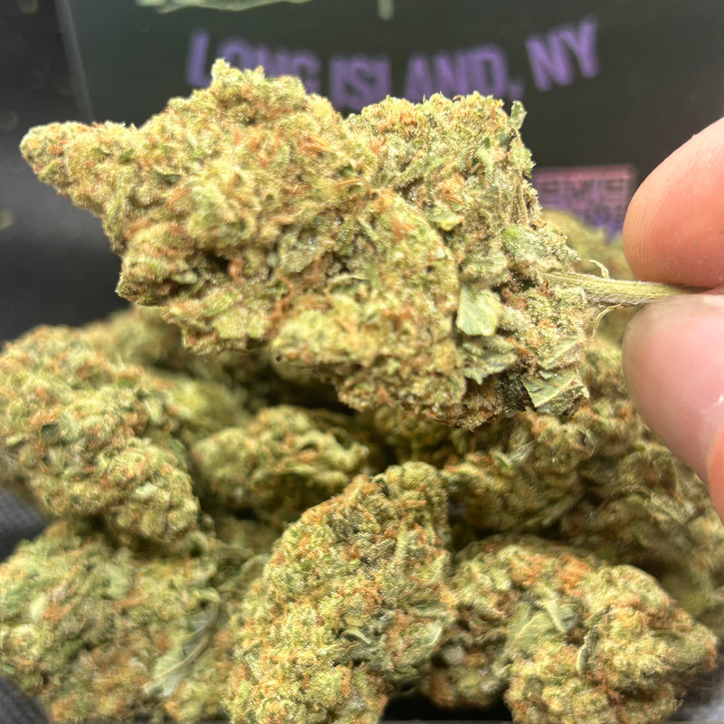 Gas Face Indoor - Indica