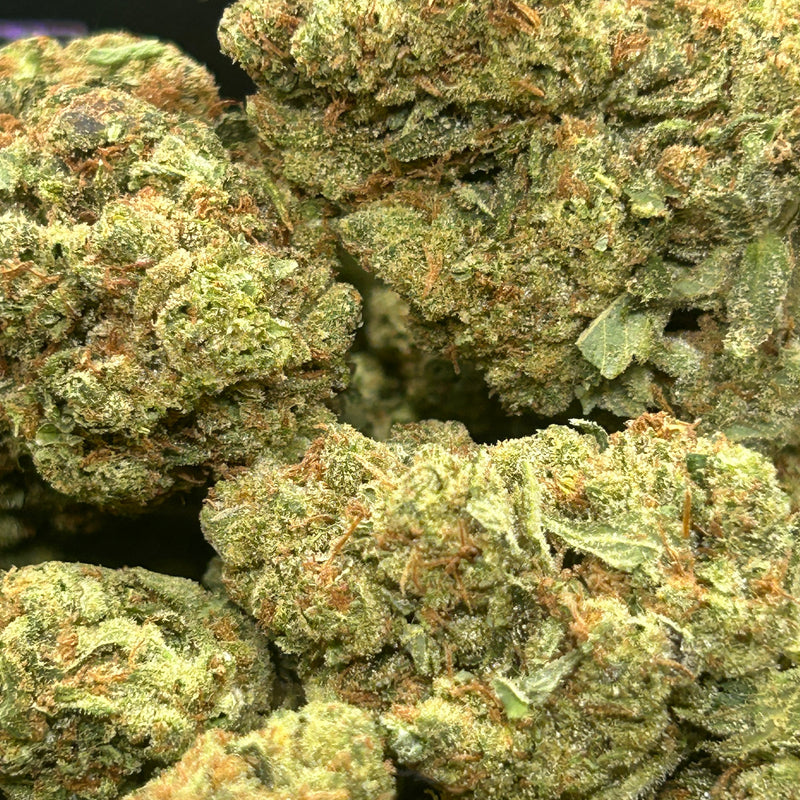 Gas Face Indoor - Indica