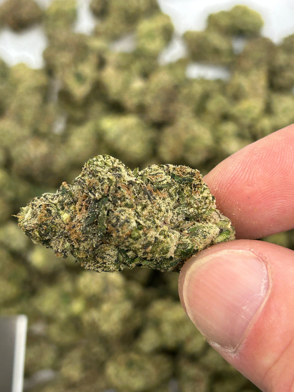 LA Pop Rocks - Indica
