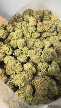 Papaya Fizz - Hybrid