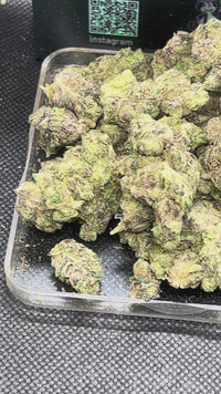 Lemon Cherry Gelato Indoor - Hybrid