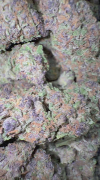 Purple Guava (see video) - Bulk - Hybrid
