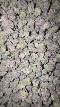 Exotic Gushers - Bulk - Hybrid
