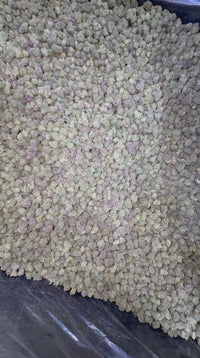 Tropical Runtz - Bulk - Hybrid