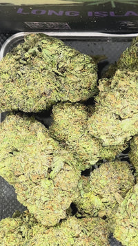 Blueberry Belts Indoor - Hybrid