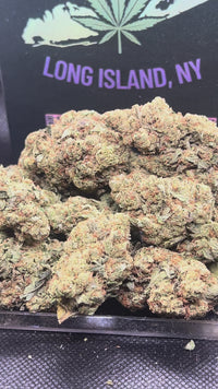 Gas Face Indoor - Indica