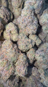 Runtz x Exotic - Bulk -