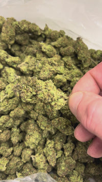 Purple Diesel - Sativa
