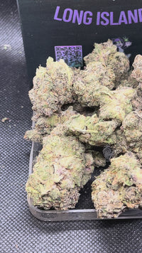 ✨🍇 Gliteratti Indoor - Hybrid