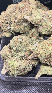 Laughing Gas Indoor - Hybrid
